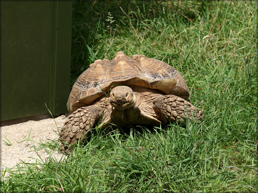 DK: Sporeskildpadde; UK: African spurred tortoise; DE: Spornschildkröte, © JYSfoto